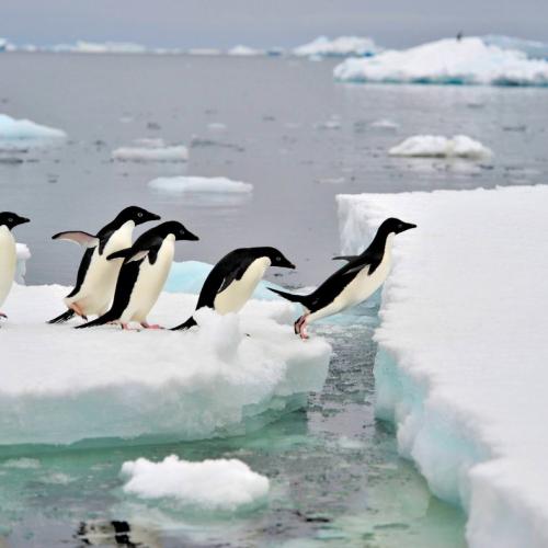 At Mighty Penguin, we proudly carry a name that reflects the remarkable qualities we see in our clients every day. Just like penguins, our clients are extraordinary individuals who devote their time, energy, and passion to create positive change in the world. The name "Mighty Penguin" symbolizes the principles and ideals we hold dear, including hard work, generosity, perseverance, loyalty, tenacity, wisdom, teamwork, and a touch of fun. The mighty penguin within you represents hope and resilience, inspiring you to overcome challenges and make a lasting impact.  The Penguin's Journey:  Every year penguins cross icy terrains, gracefully navigating harsh environments, and braving the elements. Despite their seemingly awkward appearance, penguins are incredibly resilient creatures that have adapted to survive in some of the most challenging conditions on Earth. They embody the spirit of perseverance and determination, and it is precisely these qualities that we recognize and celebrate in our clients.  Resilience in Action:  Resilience is the ability to bounce back from setbacks, and it is a defining characteristic of the mighty penguin within you. Like the penguin, you face numerous obstacles and unforeseen circumstances in your mission to create a better world. Yet, you persist. Whether it's advocating for social justice, tackling environmental issues, or striving for educational equity, you keep pushing forward despite the challenges.  Hope in the Face of Adversity:  Just as penguins come together for warmth and protection, our clients come together to form communities of support and encouragement. The shared sense of purpose and collective determination instills hope in the face of adversity. When one person stumbles, the group lifts them up. Mighty Penguins create a network of hope that fuels community efforts and inspires others to join the cause.  Lessons from the Mighty Penguin:  The Mighty Penguin within you teaches valuable lessons that can guide your journey. First and foremost, you know how to embrace the power of teamwork. Penguins work together to find food, protect each other from predators, and nurture their young. In your endeavors, collaboration and cooperation with like-minded individuals amplify your impact.  Secondly, adaptability is key. Penguins have evolved to thrive in different climates, demonstrating the importance of flexibility and the ability to adjust the approach when faced with unexpected circumstances. The Mighty Penguin in you embraces change, remains open to new ideas, and is willing to adapt your strategies to overcome obstacles.  Lastly, let us not forget the importance of having a bit of fun. Penguins exhibit joyous behaviors, such as sliding on their bellies or engaging in playful interactions. Mighty Penguins know how to infuse a sense of joy and lightheartedness into their work, which not only makes it more enjoyable but also attracts others to the cause.  The Mighty Penguin within you symbolizes hope and resilience, reflecting the qualities we admire in our clients. As you face the challenges of creating a better world, remember the lessons of the penguin—perseverance in the face of adversity, finding strength in collaboration, adapting to change, and embracing a touch of fun. By embodying the spirit of the Mighty Penguin, you inspire others and bring about the transformative change our world needs and to that we salute you! 